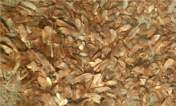 種子基地如何使用農業氣象站來提高種子基地的產量? 種子基地如何使用農業氣象站來提高種子基地的產量?