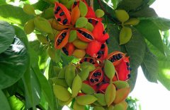 農(nóng)業(yè)自動(dòng)氣象站，為鳳眼果的種植提供一手資料